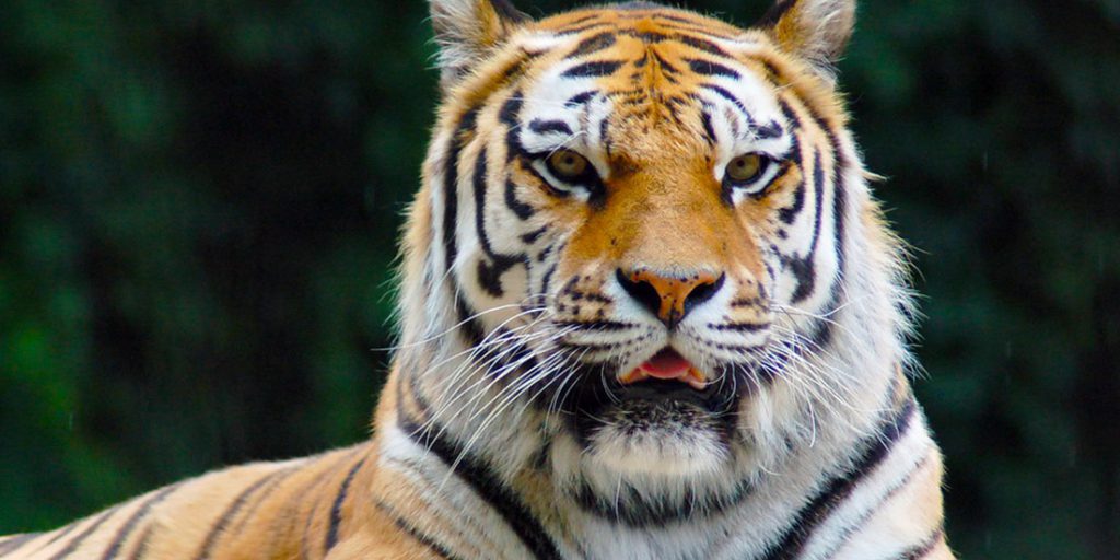 Magyarországi túra: Bengáli tigris közelről, kissé nyitott szájjal, fogait villantva egy gyalogtúra során a természetben. Tekeregj.hu
