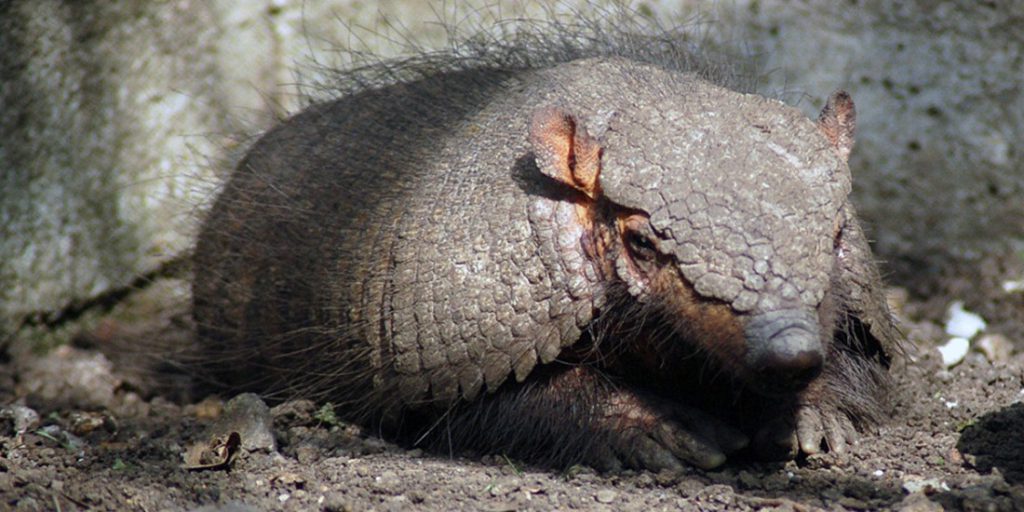 Magyarországi túra: Páncélos tatu pihen a földön, közelről fotózva gyalogtúra közben, jól láthatóak páncéljaink és bajuszaink. Tekeregj.hu