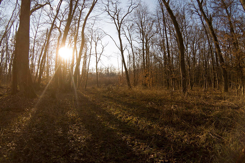 Magyarországi túra: Késő őszi erdő, napfényes, kopasz fák között gyalogtúrázóknak ideális, hosszú árnyékok és tiszta égbolt. Tekeregj.hu