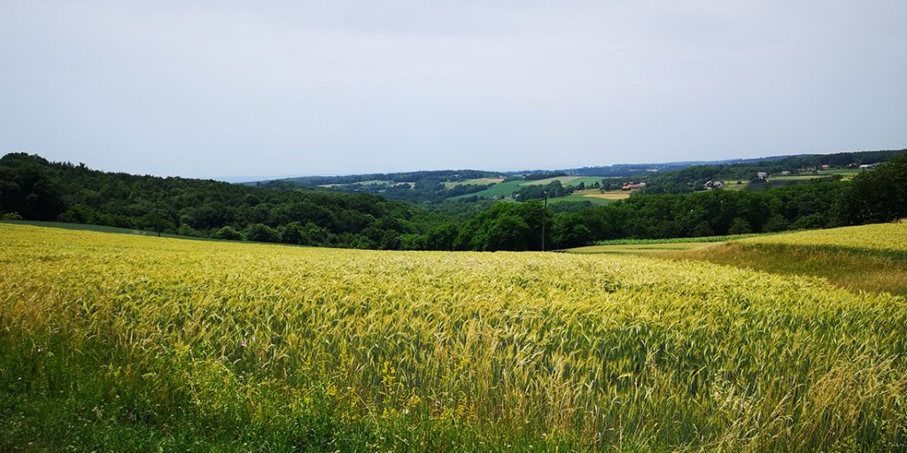 Magyarországi túra: Zöld-sárga mező dombokkal, fákkal, felhős ég alatt; ideális kirándulóhely természetjárás és kerékpározás kedvelőinek. Tekeregj.hu