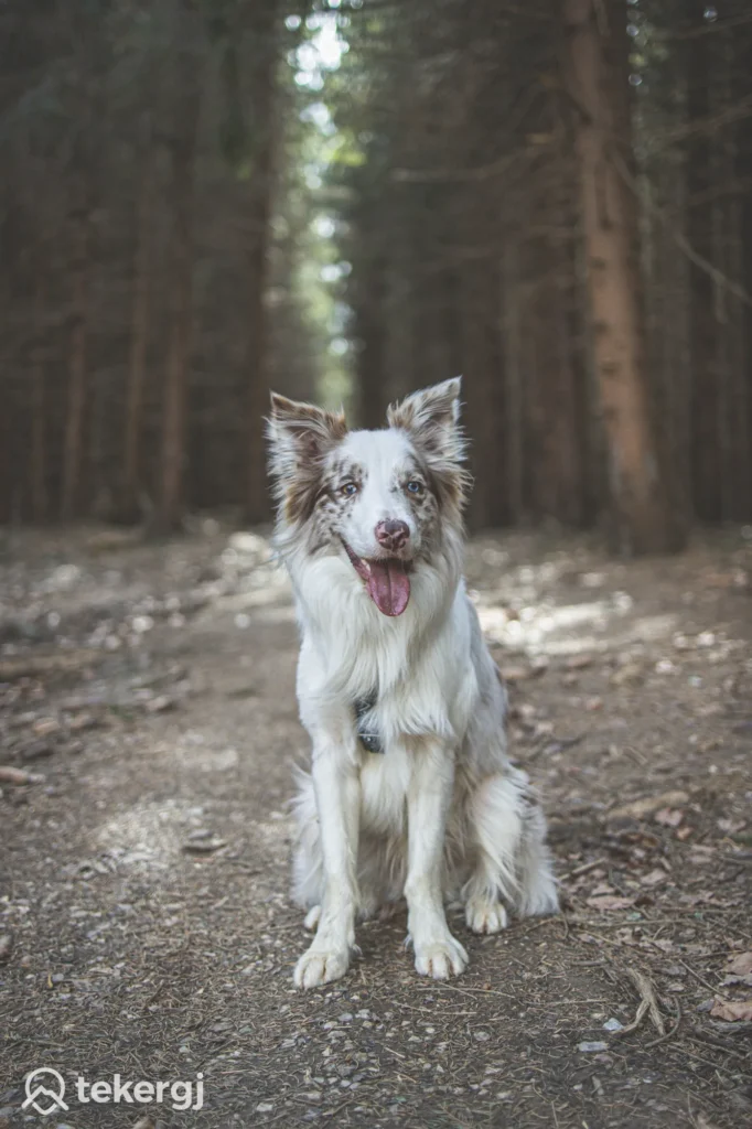 Magyarországi túra: Fehér-barna, kék szemű Border Collie kirándul az erdei ösvényen, nyelvét lógatja. Tekergo logó a bal alsó sarokban. Tekeregj.hu