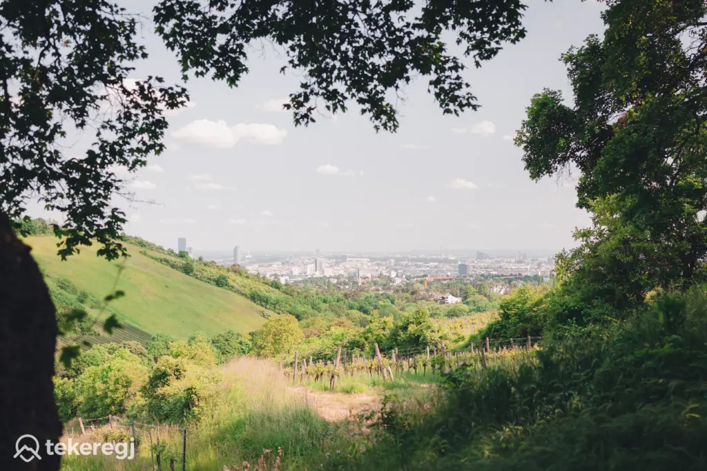 Panoráma a szőlős dombokra Wien széléről.