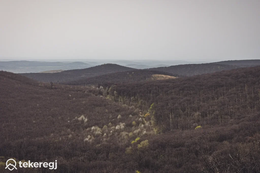 Magyarországi túra: Gördülő erdős dombok panorámája, virágzó fák foltjaival, alul tekeregj logó, természetjárásra hívva. Tekeregj.hu