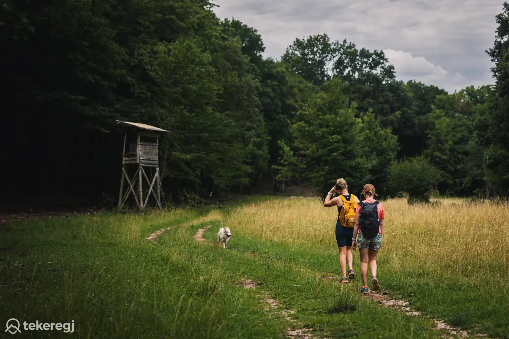 Magyarországi túra: Kirándulók hátizsákkal és kutyával sétálnak erdei ösvényen, balra vadászles, borús az ég. Outdoor élmény Magyarországon. Tekeregj.hu