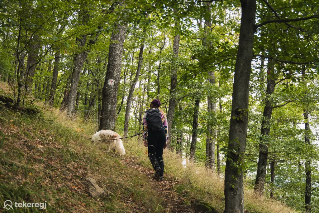 Magyarországi túra: Túrázó hátizsákkal és fehér kutyával emelkedőn, erdőben, turista jelzés a fán, napsütéses természetjárás. Tekeregj.hu