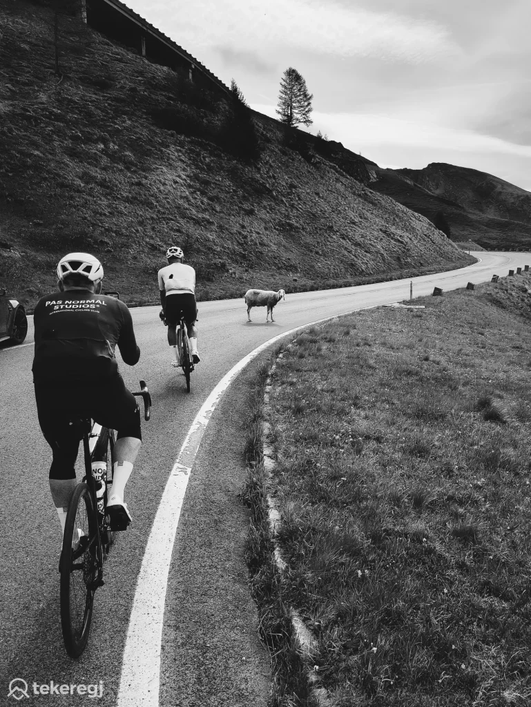 Magyarországi túra: Három kerékpáros teker felfelé a kanyargós alpesi úton a Grossglockner közelében, egy juh állja útjukat – a Hágóvadászat kihívása. Tekeregj.hu
