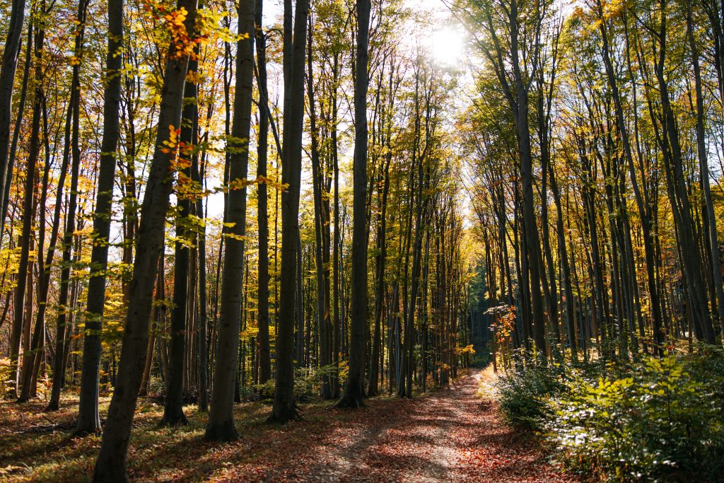 Magos-kő gyalogtúra: 10,6 km-es erdei körtúra a Bükkben